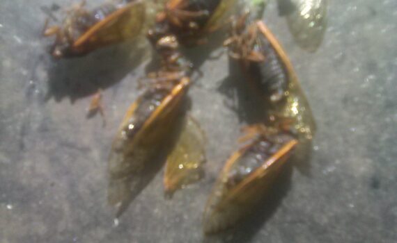 dead cicadas from brood of 2024